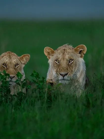 Three young lions peeking through the tall grass. Their synchronized gaze and curious expressions create a captivating image.