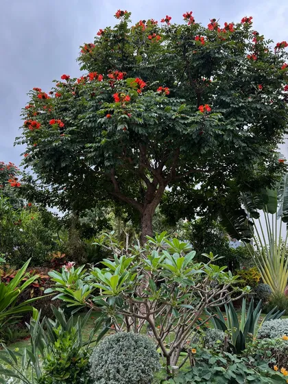 Here, an African Tulip tree stands tall over a dense, layered garden. We designed this space to be a private oasis, using a rich mix of plants to create a natural screen from the street while offering a vibrant, colorful view from inside the home.