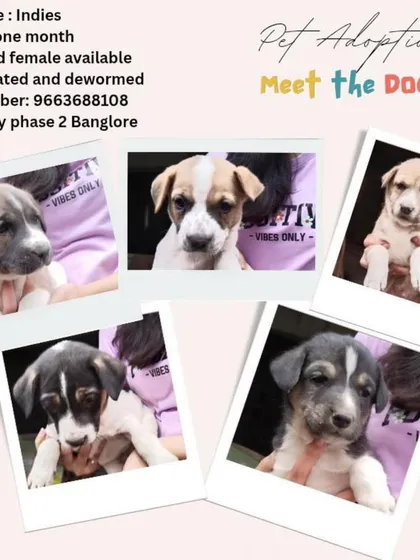 A collage of adorable one-month-old Indie puppies from Ecity Phase 2. Both males and females are available and looking for their forever homes.