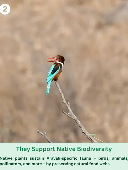 A White-throated Kingfisher perches on a branch. Native plants provide food and shelter for Aravali-specific fauna, preserving the natural food webs that are essential for a balanced ecosystem.