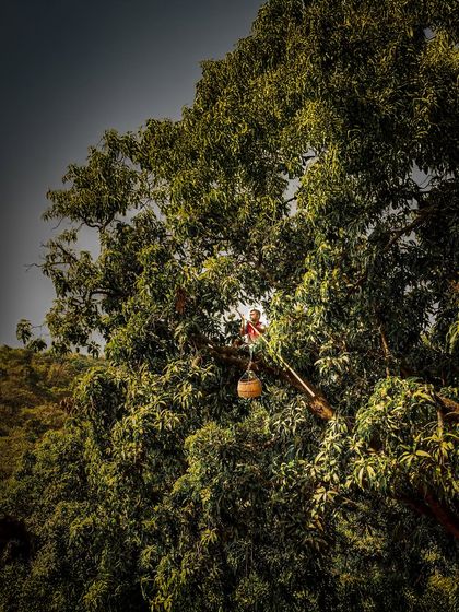 Brand Storytelling: The Konkan Mango Harvest photo 13