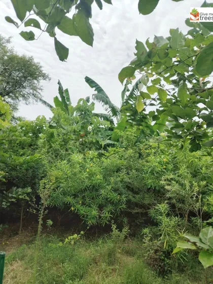 A view of the dense, multi-layered greenery at the Sector 150 site. The mix of banana plants, shrubs, and trees creates a rich, tropical feel and provides diverse habitats for wildlife.