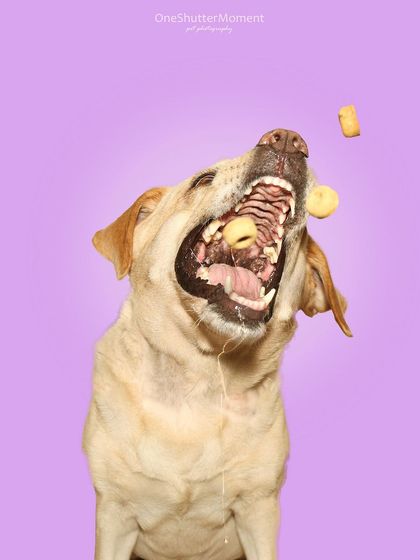 Priyanka - Themed & Special Occasion Pet Photography The Goofy & The Majestic: Studio Portraits photo 3