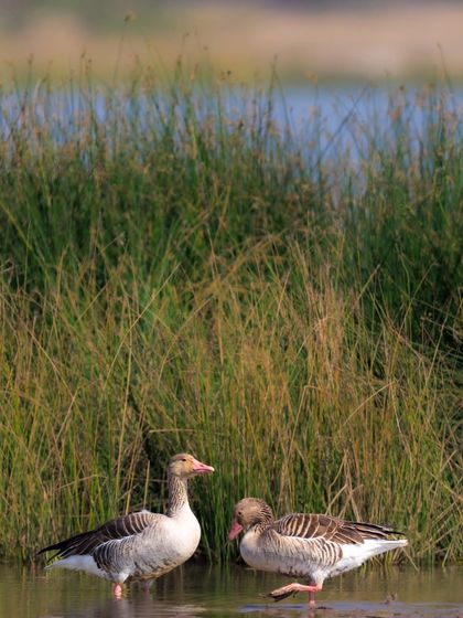 A pair of Greylag Geese, which are known to form long-term, likely lifelong, monogamous partnerships.