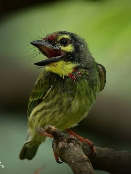 Feathered Friends & Winged Messengers photo 5