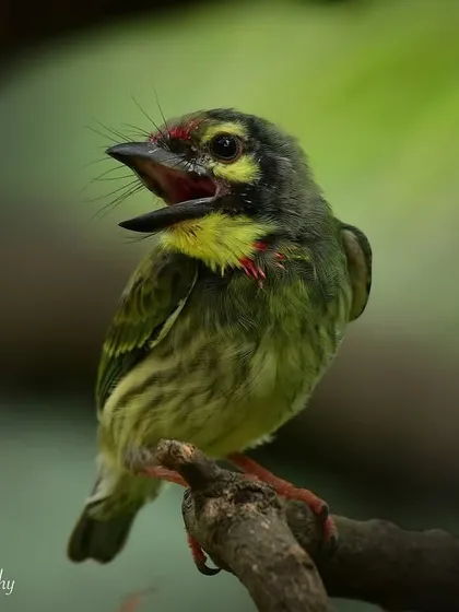 A wide-mouthed call from the fledgling Coppersmith Barbet. It's likely begging for food, a constant activity for young birds.