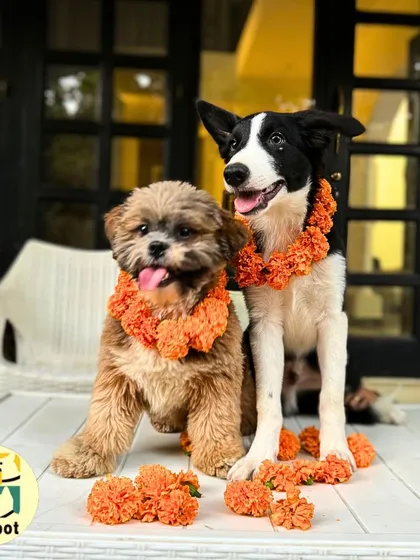 Two best friends, a Shih Tzu and a Border Collie mix, posing beautifully in their festive garlands. It was a day filled with gratitude and wagging tails.