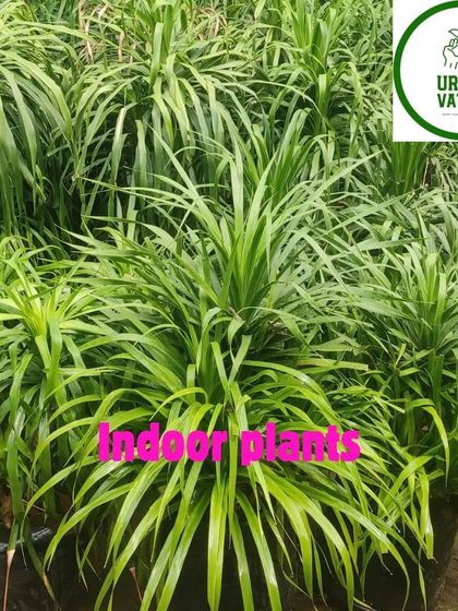 A group of lush green Pandan plants.