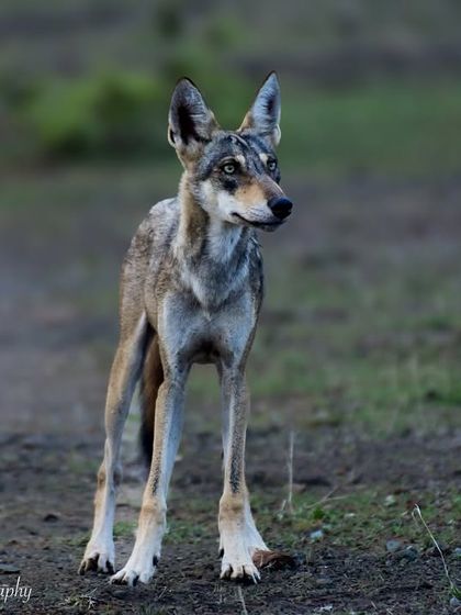 Giants of the Land photo 8