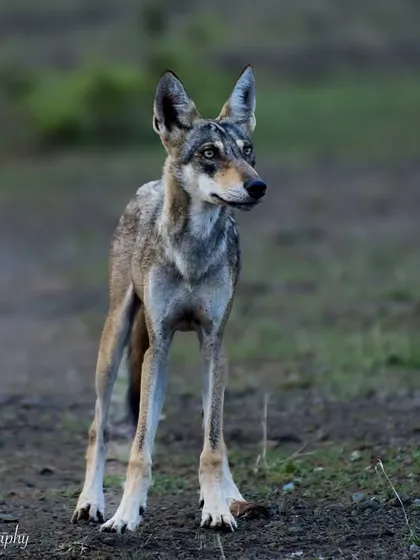 An Indian Grey Wolf, an endangered species, standing alert on a path. Its intelligent eyes and lean build are perfectly adapted for its life as a pack hunter. Sightings like this are rare and incredibly special.