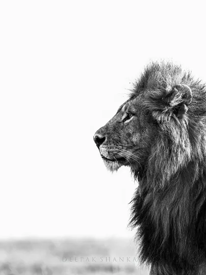 Kings and Manes. This high-key monochrome shot focuses on the magnificent profile and mane of a male lion. It's a simple, elegant, and powerful portrait.