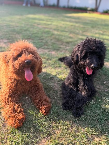 Pablo with his friend Kai. We worked on building a strong foundation of obedience for Pablo while he was still a young puppy to ensure his success in the future.