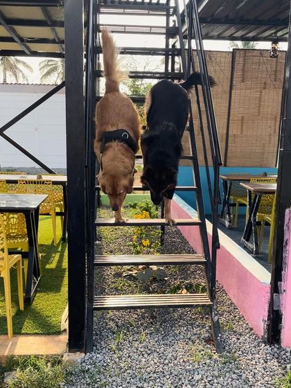 Fluffy Paws Pet Resort - Pet Cafe & Event Hosting Our Happy Place: Guests & Good Times photo 16