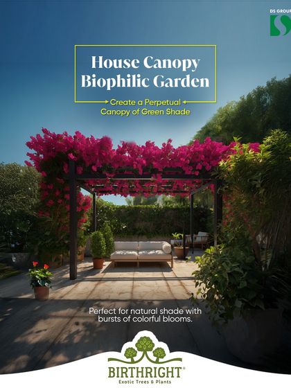 We create perpetual canopies of green shade with designs like this House Canopy Biophilic Garden. A pergola covered in flowering Bougainvillea provides a stunning living ceiling, perfect for natural shade with bursts of colorful blooms.