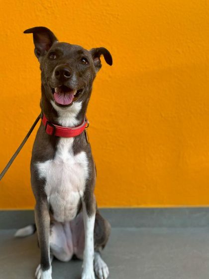 Piku looking more settled and attentive during her 8-week residency program for behavior modification.