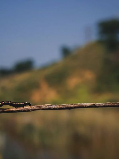 A wide-angle shot of a colorful caterpillar, known locally as 'Dhore', against the landscape of the Aravalli hills.
