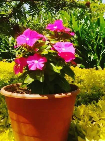 A healthy periwinkle plant in a simple pot, adding a pop of bright pink against a backdrop of green and yellow foliage. Even simple plants can make a big difference.