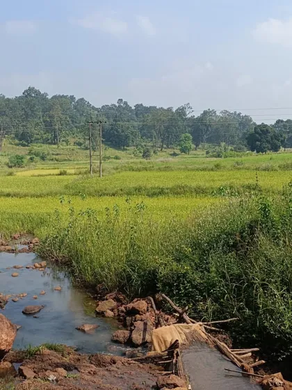 A rustic, temporary bridge over a stream in the Kanha region. Our routes take you off the beaten path and into the real, untouched beauty of rural India.