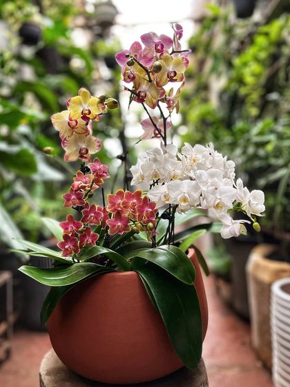 Elegant Orchid Arrangements photo 3