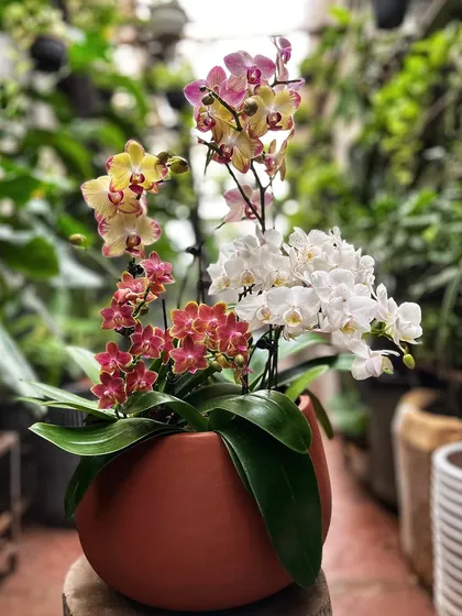 A beautiful mix of white, yellow, and pink orchids in a rustic terracotta pot. This arrangement shows how versatile orchids can be, looking just as stunning in an earthy planter as they do in modern ceramic.