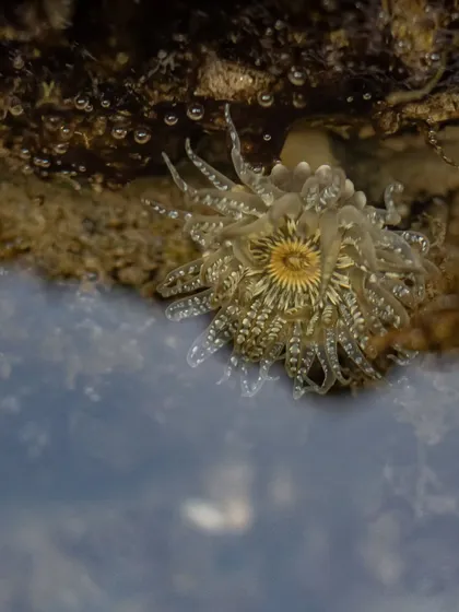 A Pearly Sea Anemone in a tidal pool. These are the most common anemone species on Mumbai's shores, beautiful and delicate creatures that are often overlooked.