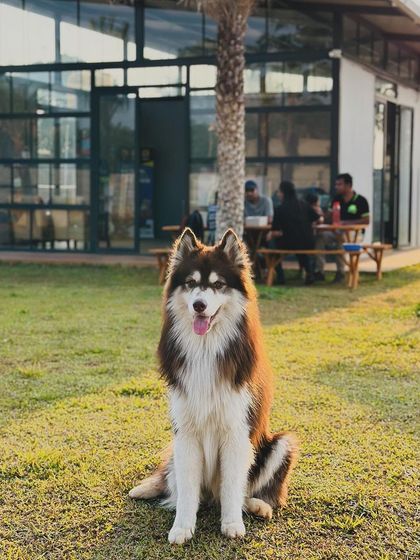 The Pawsome Camp - Dog Park & Pool Pawsome Portraits photo 28