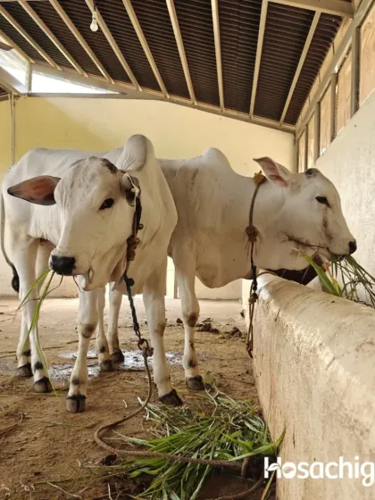 A glimpse into our goshala, where our Ongole cattle are enjoying their meal. These animals are not just livestock; they are partners in our regenerative farming practices.