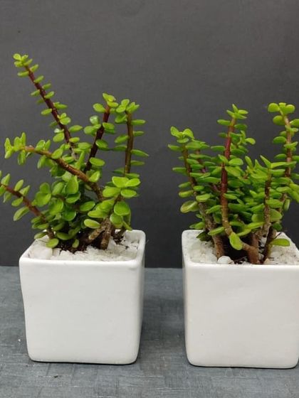 Gifts for Every Occasion photo 8