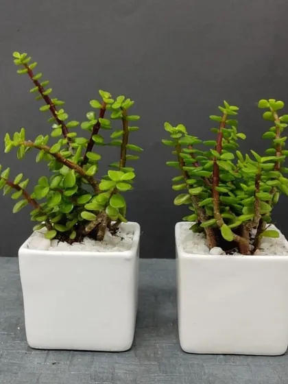 A pair of hardy Jade plants in modern, square white ceramic pots. Topped with white pebbles, these minimalist arrangements are a great gift for colleagues or friends.