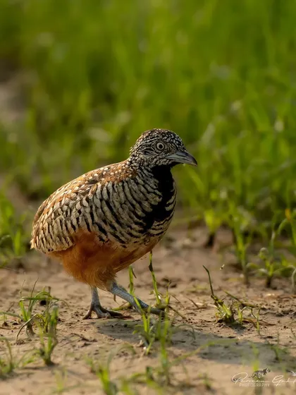 A Barred Buttonquail, a tiny, secretive bird, walking on the ground in Gurugram.