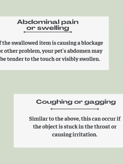 Furever Safe - Pet Boarding & Day Care Pet Parent Resources photo 14