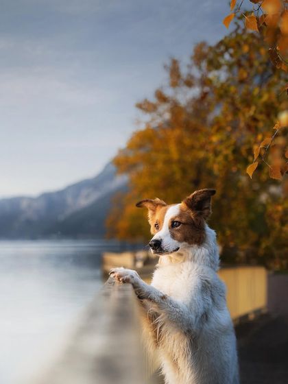 Rohit - Family & Pet Photography Outdoor Adventures photo 13