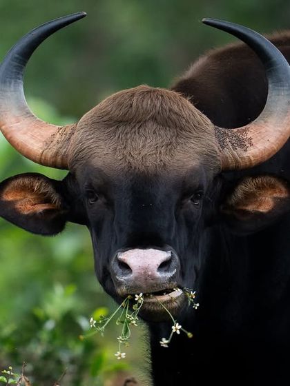 A powerful portrait of an Indian Gaur, its immense horns and muscular build on full display. This is a result of getting close when an animal presents the opportunity for a tight shot.