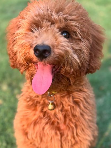 The happy, smiling face of a puppy who is learning and having fun at the same time.
