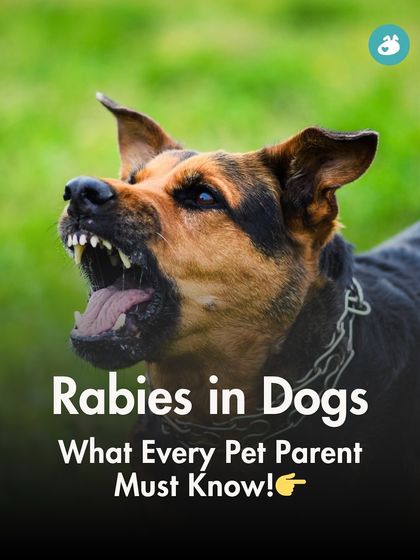 The Pack - Pet Parent Education & Workshops Your Dog's Health & Wellness photo 8