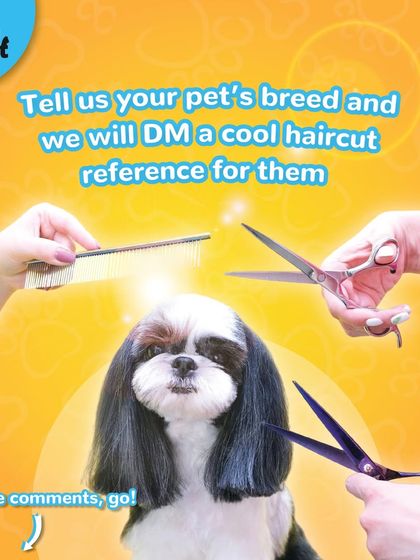 New year, new hairdo. Tell us your pet's breed, and we can suggest a cool haircut reference for them.