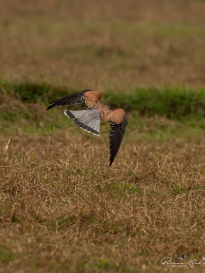 A male Common Kestrel in flight over the grasslands of Dhanauri Wetlands.