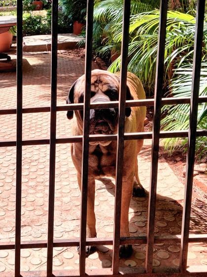 Rock the Mastiff waiting patiently behind the gate for his meal delivery. It took some time for us to become friends, but now he's always excited to see me.