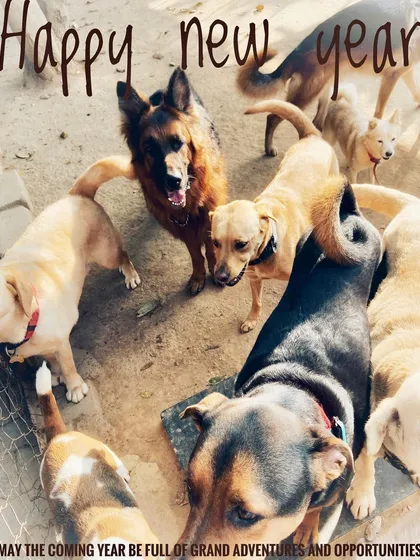 A happy pack is a healthy pack! This is what a typical day looks like at Petspace, full of dogs of all shapes and sizes making friends and enjoying social time. We love seeing them form their own little groups and welcome new members.