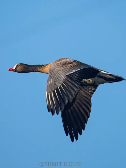Another angle of the Lesser White-fronted Goose, showing the top of its wings.