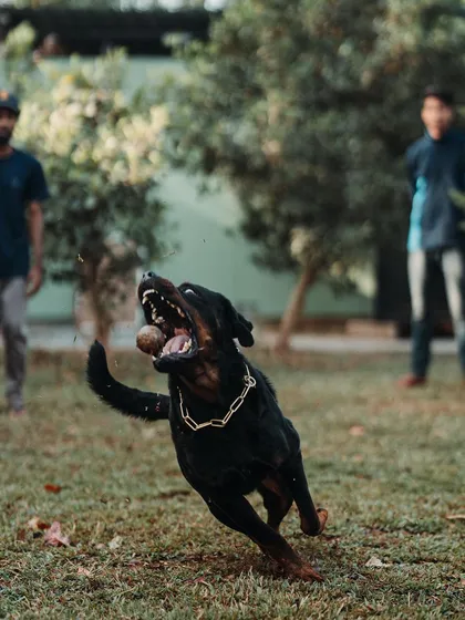 The moment of the catch. This action shot captures the intensity and joy of a Rottweiler fully engaged in a game, a perfect outlet for this intelligent and powerful breed.