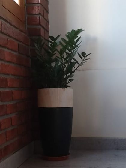 Make My Garden - Nursery & Gardening Store (Retail) Pots, Planters & Garden Decor photo 15