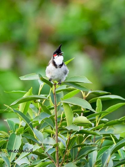 This Red-whiskered Bulbul is calling out, its beak open in song. It's a lively portrait that captures the vocal and social nature of these common but beautiful birds.