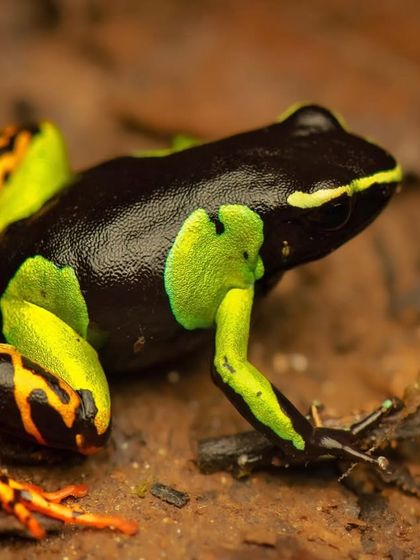 The Smaller Kingdom: Reptiles, Amphibians, and Invertebrates photo 18