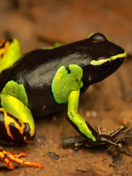 The Madagascar Poison Frog, or Mantella Baroni. Its bright colors serve as a warning to predators that it is toxic, a defense mechanism known as aposematism.