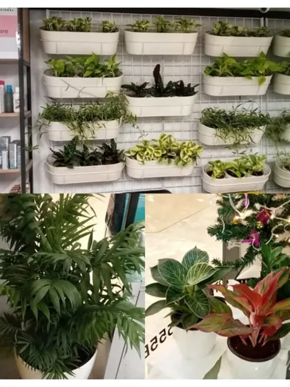 A collage showing various plant installations at a Lakmé Salon. From vertical gardens to floor planters, we provide comprehensive green solutions to enhance commercial interiors.