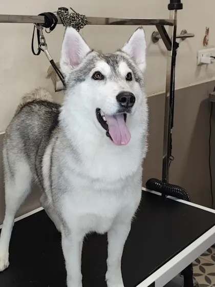 Here is a beautiful Siberian Husky looking majestic and proud after a full grooming session. We specialize in handling double-coated breeds, ensuring a thorough de-shedding process that leaves their coat healthy, clean, and significantly reduces shedding at home.