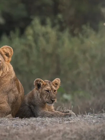 A lioness rests with her cub, a tender moment that reveals the strong family bonds within the pride. The cub stays close, learning and finding security in its mother's presence.