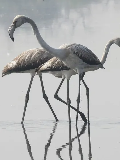 A pair of Flamingos in Mumbai. These birds only began visiting the city in large numbers in the 1990s, drawn by the abundance of algae in the local creeks.