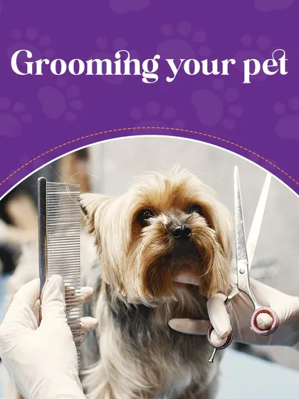 Grooming your pet is an essential part of their care. This image shows a groomer carefully trimming a Yorkie's face, a delicate but important task.
